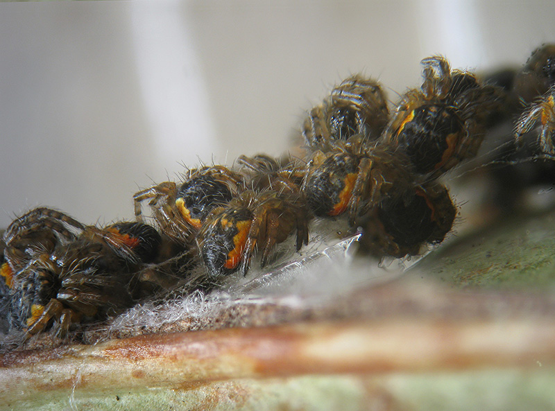 Schiusa ... Araneus sp.?